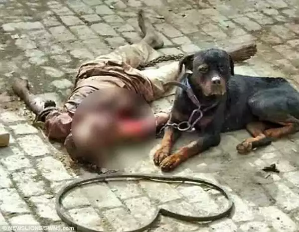 Shock Hungry India Dog Eats Flesh Of A 52-Year-Old Farm Caretaker In India {Graphic Photos}